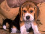 cutepuppy.jpg